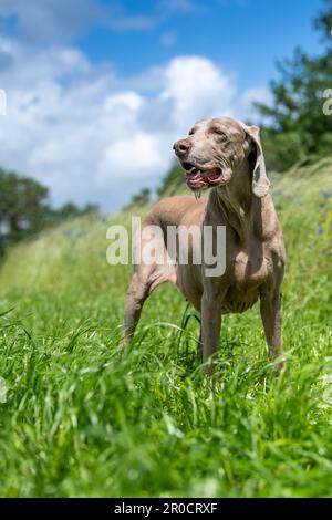 Weimaraners, orginally hunting dogs from Germany, out in countryside, Somerset, UK. Stock Photo