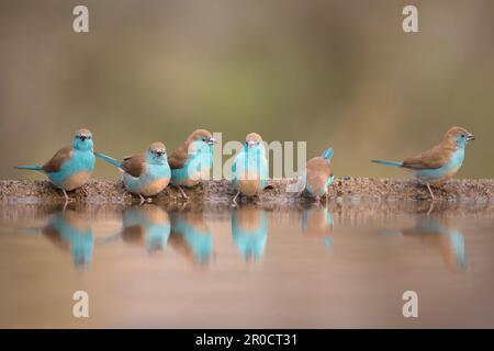 Blue waxbills (Uraeginthus angolensis), Zimanga game reserve. KwaZulu-Natal, South Africa Stock Photo