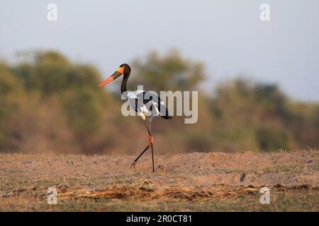 Saddle-billed stork (Ephippiorhynchus senegalensis) female, Chobe national park, Botswana Stock Photo