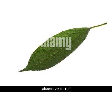 Fresh green Cherry leaf isolated on white background. Stock Photo
