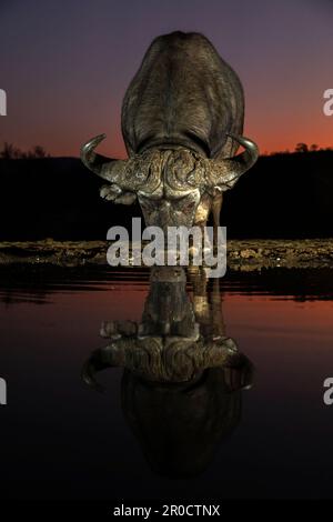 Cape buffalo (Syncerus caffer) at dusk, Zimanga game reserve, KwaZulu-Natal, South Africa Stock Photo