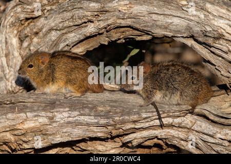 Striped mice (Rhabdomys pumilio), Kgalagadi Transfrontier Park, Northern Cape, South Africa Stock Photo