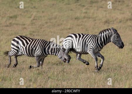 Plains zebra (Equus quagga boehmi) fighting, Masai Mara, Kenya Stock Photo