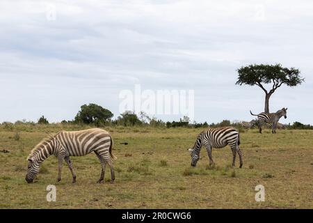 'Golden' plains zebra (Equus quagga boehmi) exhibiting partial albinism, Masai Mara, Kenya Stock Photo