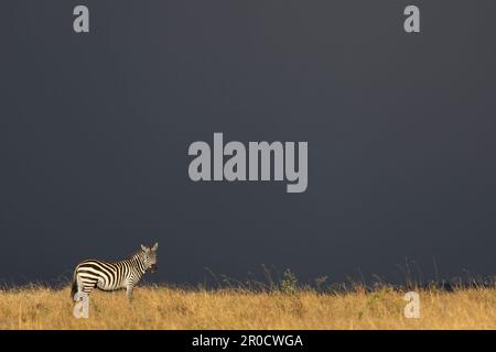Plains zebra (Equus quagga boehmi), Masai Mara, Kenya Stock Photo