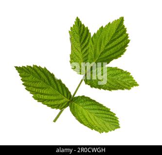 Fresh young green leaf of Raspberry isolated on white background. Selective focus. Stock Photo