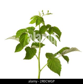 Branch of Raspberry with green leaves isolated on white background. Selective focus. Stock Photo