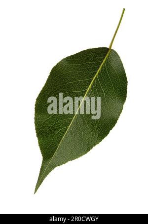 Fresh green  Pear leaf  isolated on white background. Stock Photo