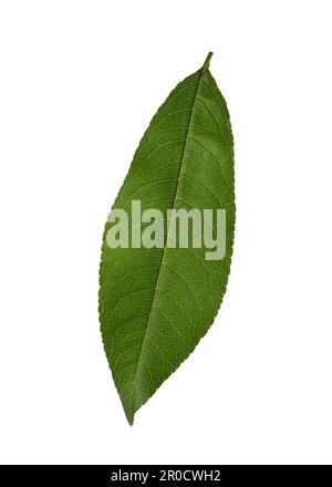 Fresh green Peach leaf isolated on white background. Stock Photo