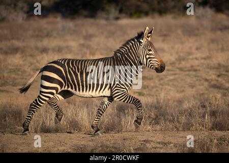 Cape mountain zebra (Equus zebra zebra), Mountain Zebra National Park, South Africa Stock Photo