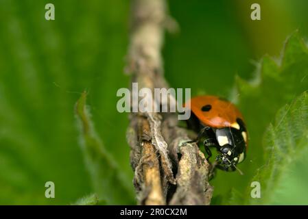 Seven-spotted ladybug (Coccinella septempunctata) crawling on a branch, balancing, facing the camera, insects, beetle, macro photography, biodiversity Stock Photo