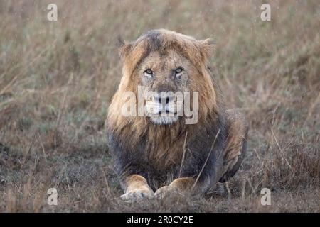 Lion (Panthera leo) in rain, Masai Mara, Kenya Stock Photo