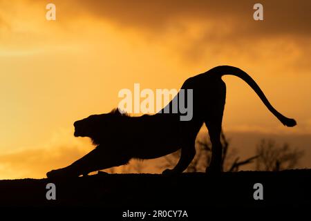 Lion (Panthera leo) at sunset, Zimanga private game reserve, KwaZulu-Natal., South Africa Stock Photo