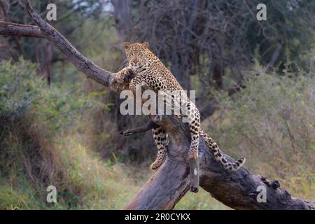 Leopard (Panthera pardus) young male, Zimanga private game reserve, KwaZulu-Natal, South Africa Stock Photo