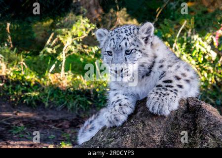A closeup shot of a young snow leopard on a rock. Stock Photo