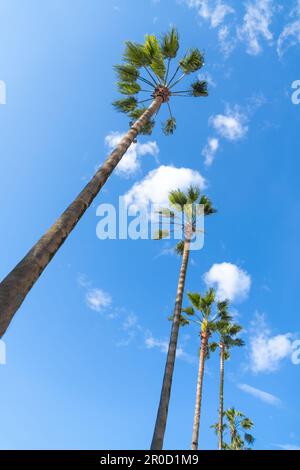 Many beautiful palm trees in a row against the background of a blue sunny sky with clouds, bottom view. Vertical photo Stock Photo