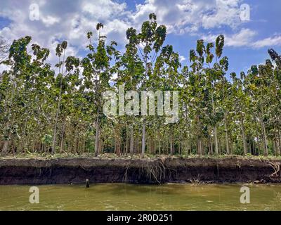 Tarcoles, Costa Rica - A teak (Tectona grandis) plantation on the banks of the River Tarcoles. Stock Photo