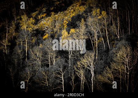 Aspen Trees are Changing Colors on Colorado Mountainside Stock Photo