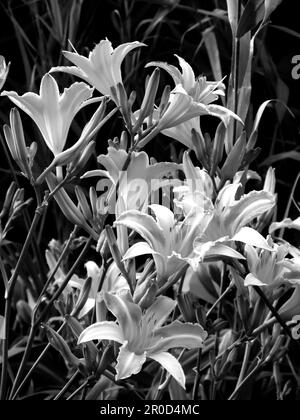 A large amount of large Tiger Daylilies, Hemerocallis Fulva, flowers. Day lilies are actually not lilies, since they are not bulb plants Stock Photo