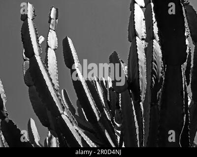 The balloon shaped branches of the Common Tree Euphorbia, Euphorbia Ingens, in black and white. Plants of the Euphorbia family are extremely poisonous Stock Photo