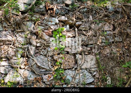 Wall built with rustic stones in random texture, intersected by climbing plants, Stock Photo