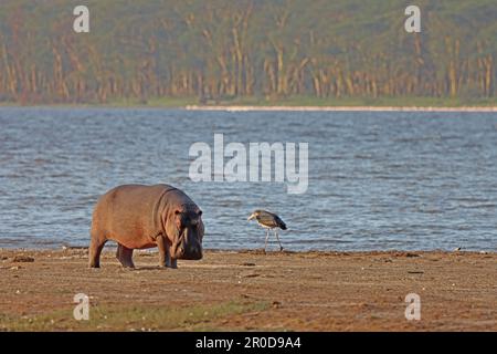 Common River Hippopotamus on the bank of a like in Masai Mara National reserve Kenya Africa Stock Photo