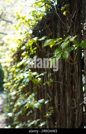 Blurred backlit image of old wooden fence covered in virginia creeper plant with green leaves Stock Photo