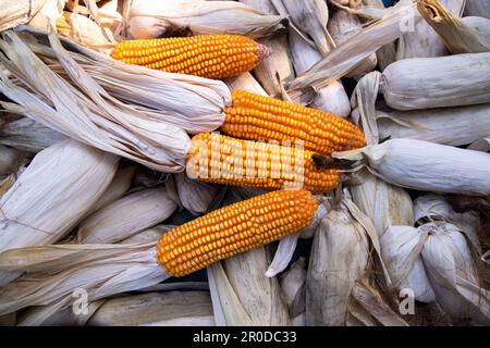 an agriculture texture background concept of ripe organic Corn cobs in the field Stock Photo
