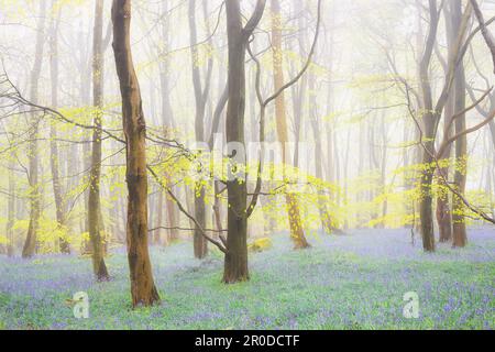 Misty atmospheric forest woodland of beech trees and Spring bluebells (Hyacinthoides non-scripta) on a foggy morning at Harran Hill Wood in Fife, Scot Stock Photo
