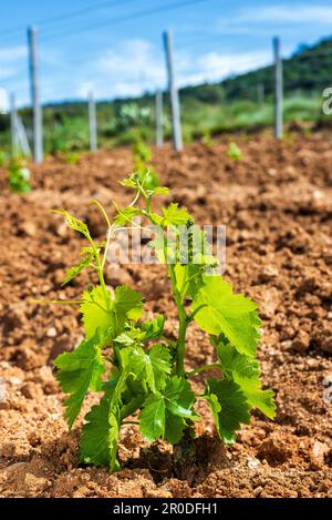 Young sprouts on the new Cannonau grape seedlings. Close-up of the shoots and bunches of grapes in the newly planted vine grafts. Traditional agricult Stock Photo