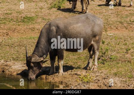 A large black Thai buffalo is standing and drinking water in a hot swamp to cure its thirst. Stock Photo