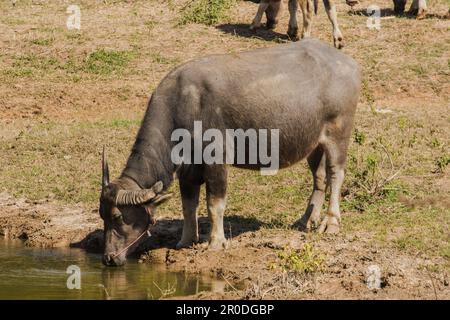A large black Thai buffalo is standing and drinking water in a hot swamp to cure its thirst. Stock Photo