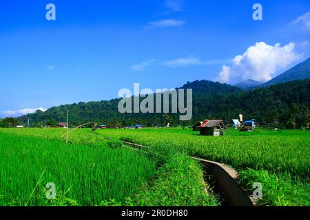 View of rice fields with green rice plants and blue sky, behind is a mountain. Stock Photo