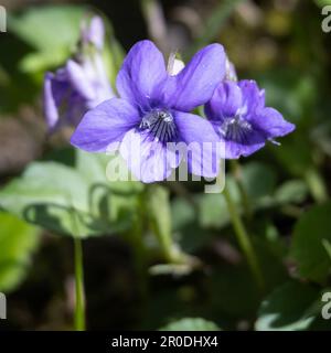 Wood Violet, Viola riviniana RCHB, flowering in the spring sunshine  near East Grinstead Stock Photo