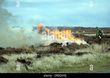 Controlled Heather Burning, North York Moors National Park Stock Photo