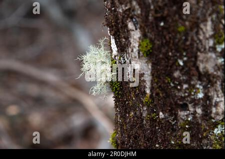 Oakmoss lichen growing on side of tree Stock Photo