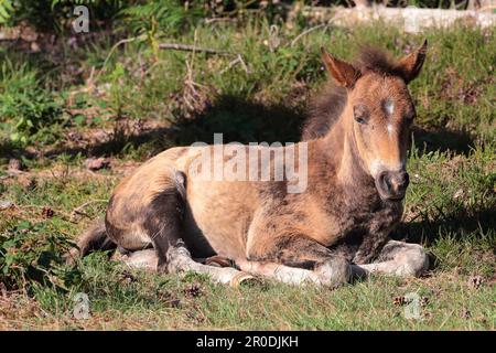 A small brown New Forest pony foal sitting on grass Stock Photo