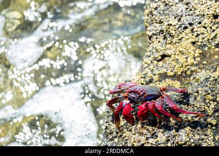 A single adult North Atlantic Red Rock Crab Grapsus adscensionis indigenous to tropical eastern Atlantic coasts including the canary Islands Stock Photo