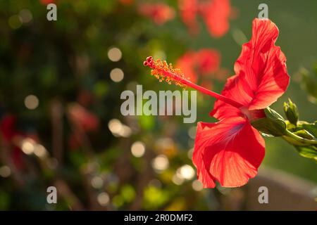 A red Hibiscus rosa sinensis, a an ornamental plant widely cultivated in tropical and sub tropical areas. A close up shot of a single backlit flower Stock Photo