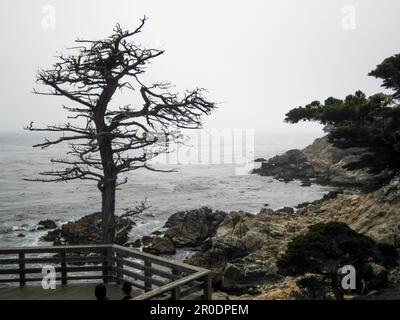 An old, weathered tree stands atop a rugged shoreline on a cloudy, overcast day Stock Photo