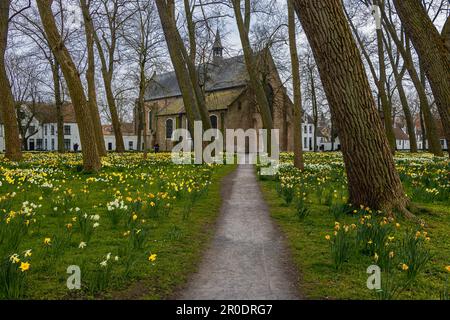 The Begijnhof is an oasis of peace with a beautiful garden home to the nunnery of Bruges - Belgium Stock Photo