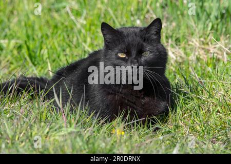 Domestic black cat hunting for mice and birds in meadow / grassland Stock Photo
