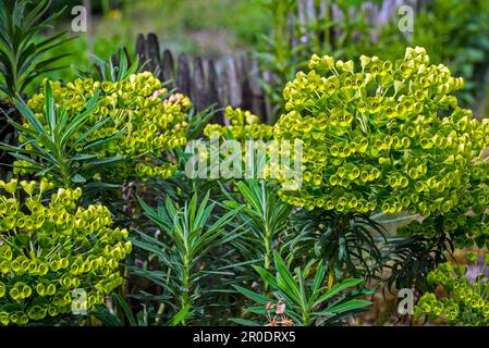 Mediterranean spurge / Albanian spurge (Euphorbia characias) evergreen shrub used in traditional medicine in herb garden Stock Photo