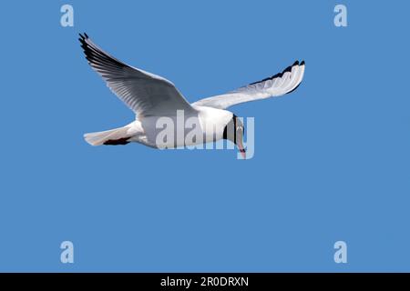 Black-headed gull (Chroicocephalus ridibundus / Larus ridibundus) adult in breeding plumage in flight along the North Sea coast in spring Stock Photo