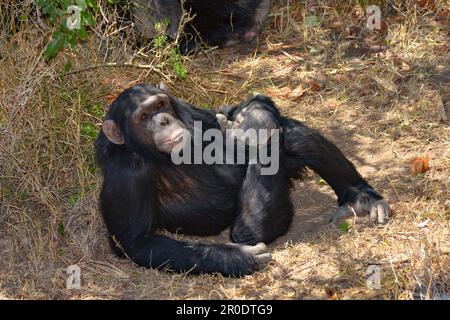 African Chimpanzee at Sweetwaters Chimpanzee Sanctuary Ol Pejeta Conservancy in Kenya Stock Photo