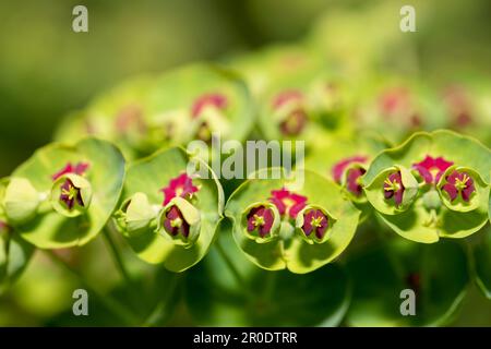 Colourful green and red Euphorbia Martini flowers, also called Martin's Splurge, photographed in a suburban garden in northwest London in May. Stock Photo