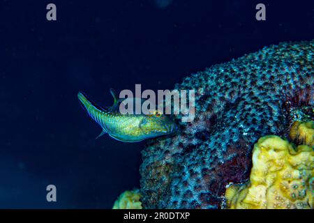 'Sharp nosed Pufferfish.  Bonaire Caribbean Stock Photo