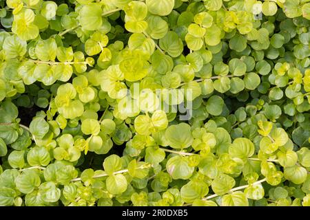 Green moneywort also known as creeping Jenny bacground texture growing on garden. Lysimachia nummularia Stock Photo