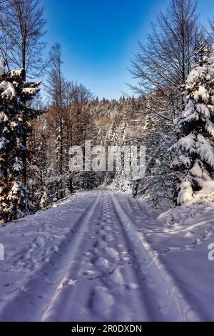 An idyllic winter scene of a rural landscape featuring a snow-covered road and tall snow-covered trees on either side Stock Photo