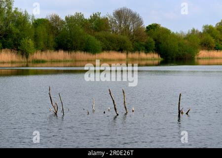Lake area around Cirencester Cotswolds Stock Photo